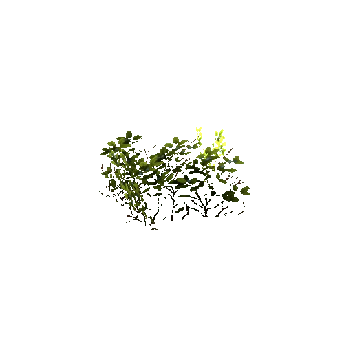 bush_1