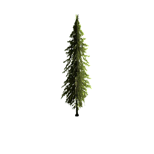 spruce_3