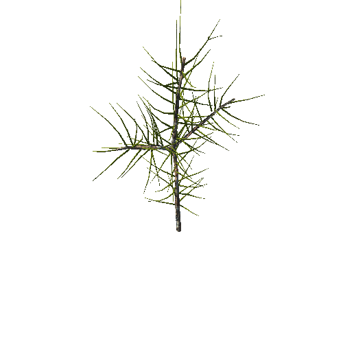 PineTreeBranch