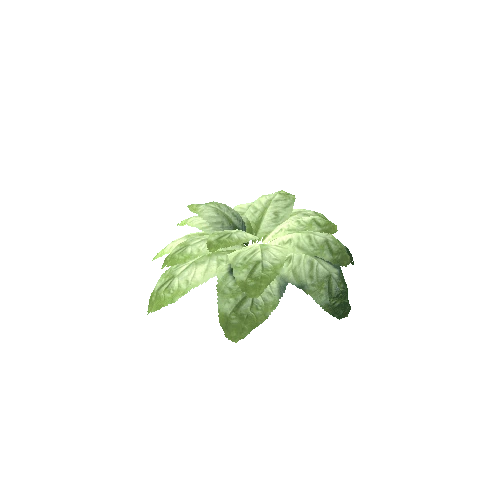 SM_Plant4