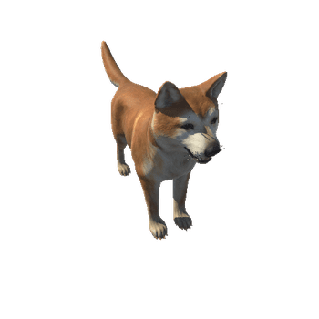 Akita_HighPoly