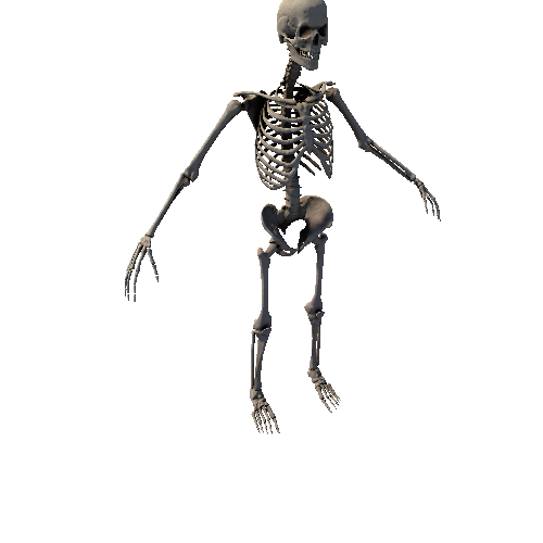 Skeleton_1