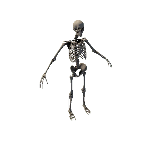 Skeleton_1