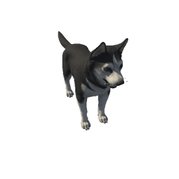 Husky_HighPoly_c1