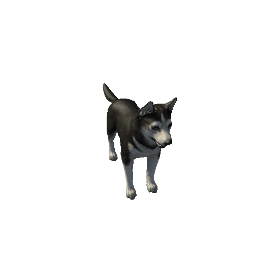 Husky_LowPoly_c1