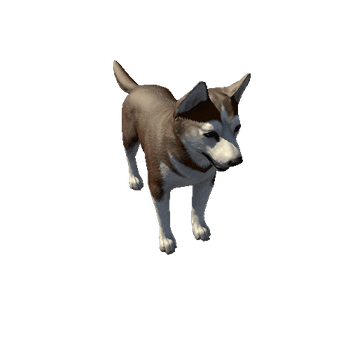 Husky_LowPoly_c2