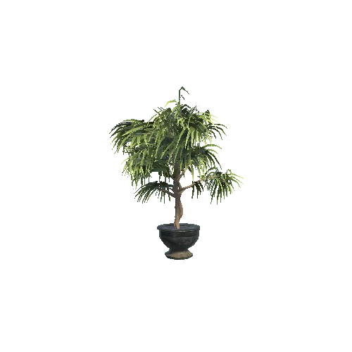 Ficus_leaf