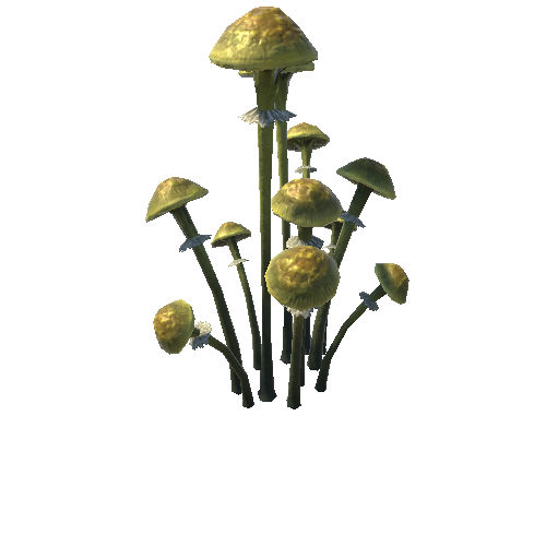 Mushroom2G_1