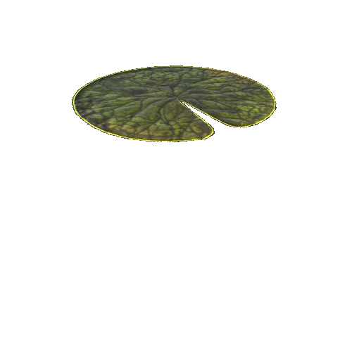 SwampWaterLily_3