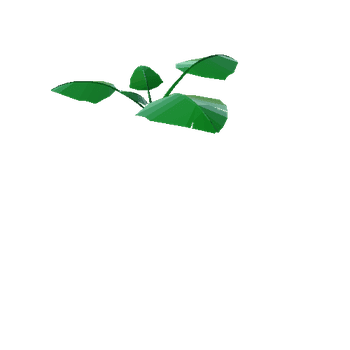 Plant_LargeLeaf_1