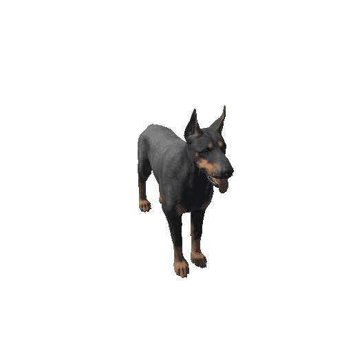 Doberman_IP