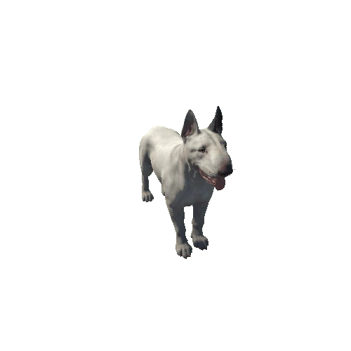 Bull_Terrier_HighPoly