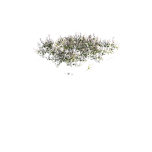 FlowersWhite_DetailClump_A_Optimized