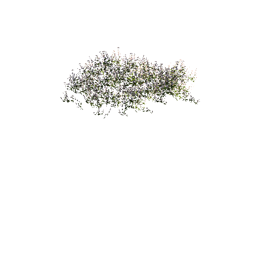 FlowersWhite_DetailClump_C