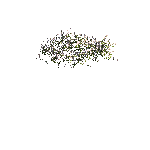 FlowersWhite_DetailClump_C_Optimized