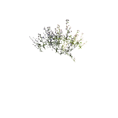 FlowersWhite_SimpleClump_A