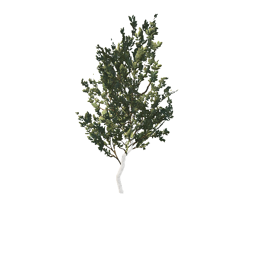 GenericTreeBushDSummer_afsTREE_xlod00_xlp_1