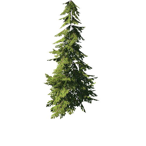 SpruceTreeC_afsTREE_xlod01_xlp