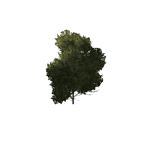 Large_Bush_1A5