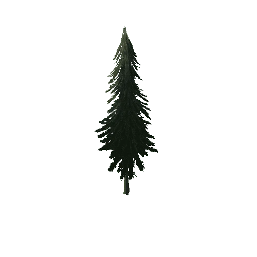 Pine_1A1