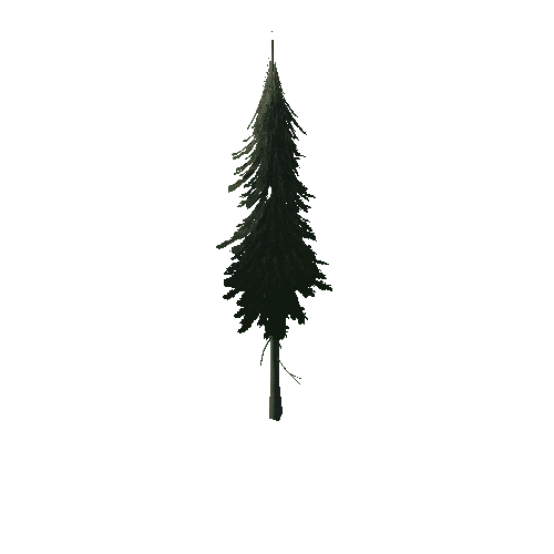 Pine_1A2