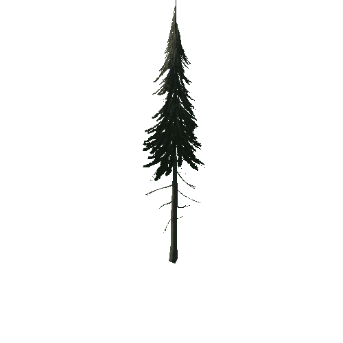 Pine_1A5