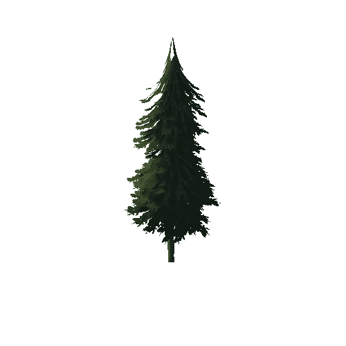 Pine_1B1