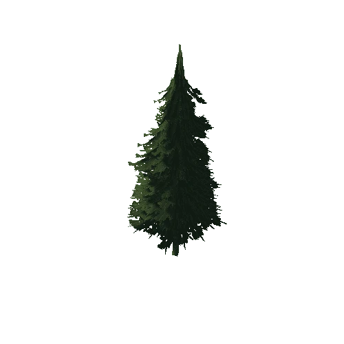 Pine_1B4