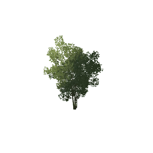 Sapling_1A9