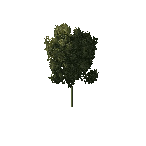 Small_Thin_Tree_1A1