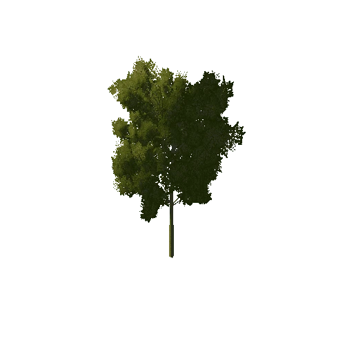 Small_Thin_Tree_1A2