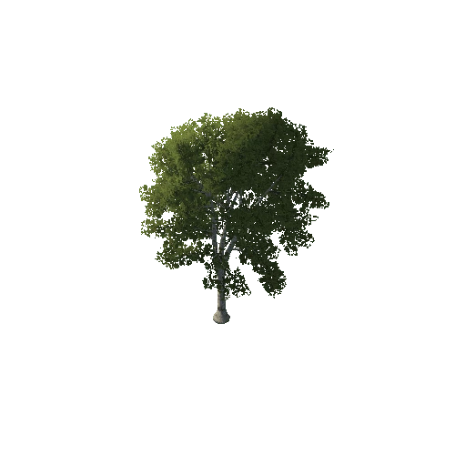 Tall_Tree_1A2