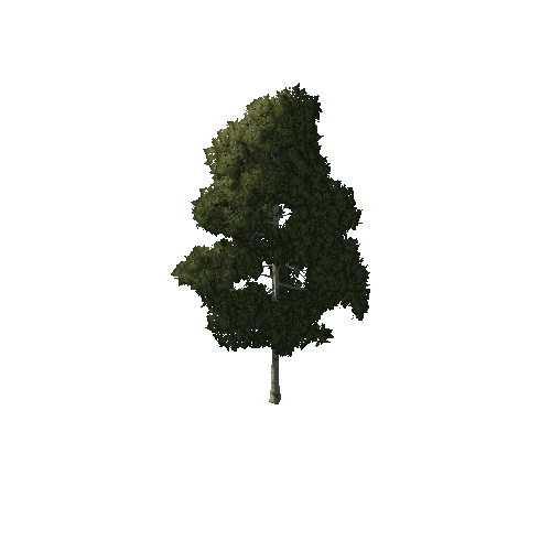 Tree_1A1