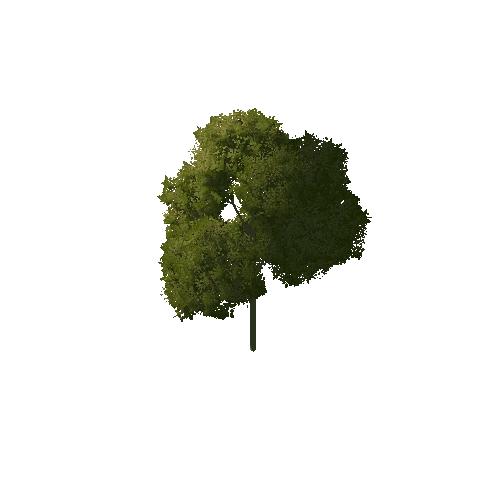 Tree_1D2