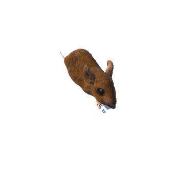 mouse@run
