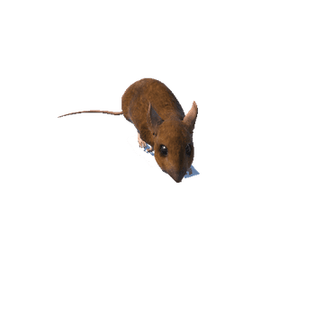 mouse@walkright Mouse Animated