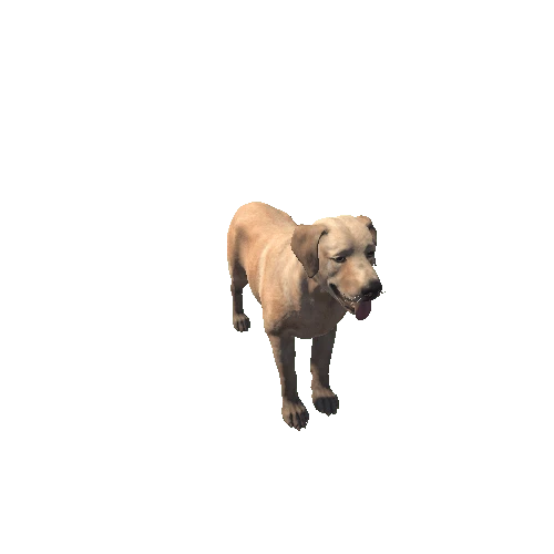 Labrador_HighPoly_c1