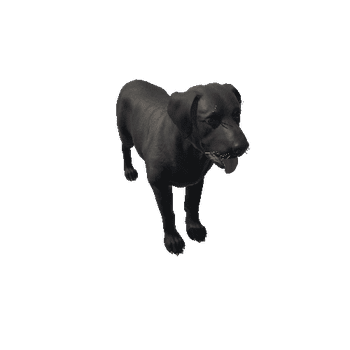 Labrador_IP_c2