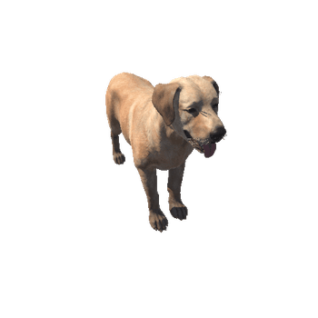 Labrador_LOD_c1