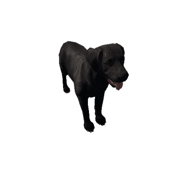 Labrador_LowPoly_c2