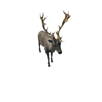 Reindeer