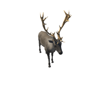 Reindeer_M