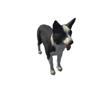 Collie_HighPoly