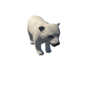 Polar_Bear_Cub_M