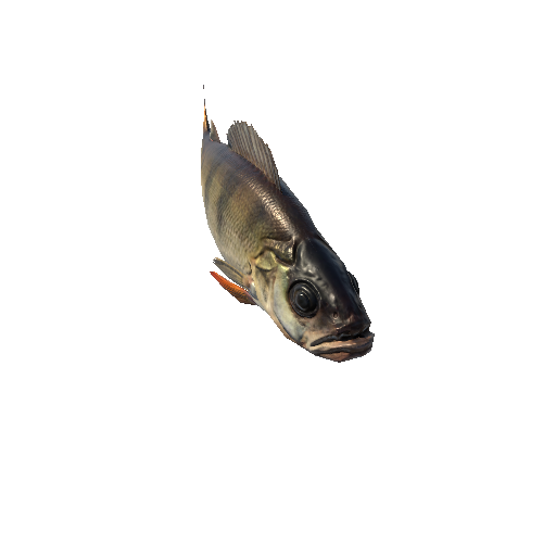 Prefab_Fish_Perch_animated