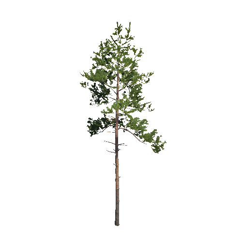 Prefab_Forest_pine_01