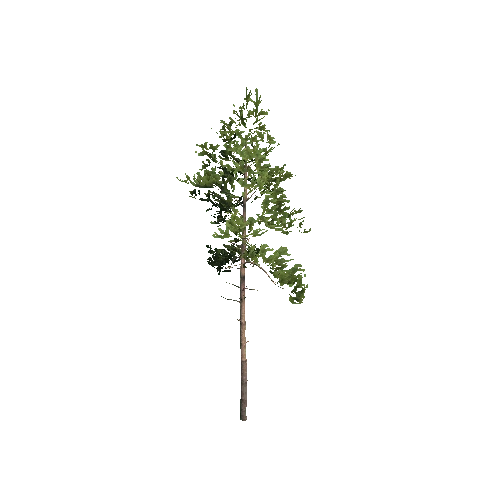 Prefab_Forest_pine_01