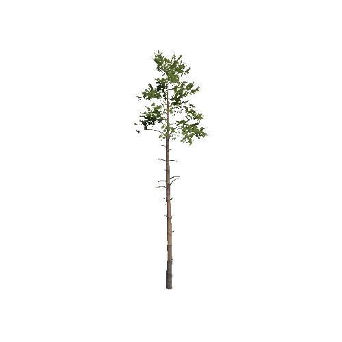 Prefab_Forest_pine_02