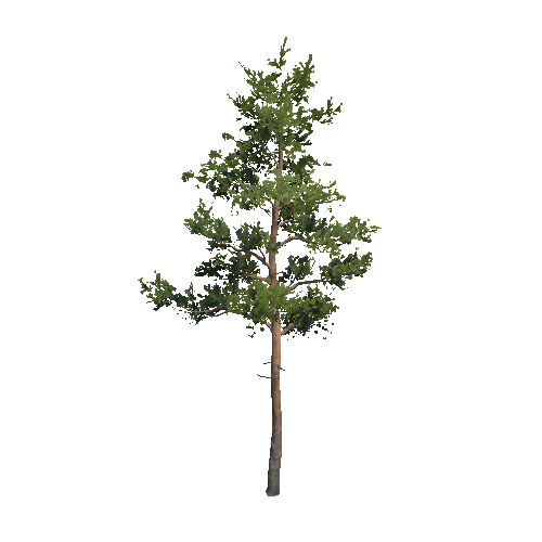 Prefab_Forest_pine_03