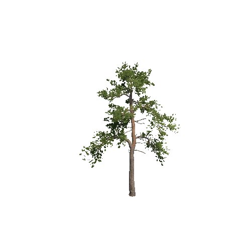 Prefab_Forest_pine_05